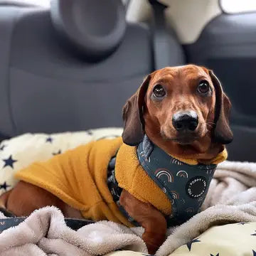 Dog Fleece Jumper | Dachshund