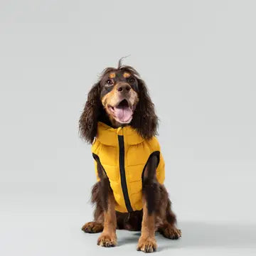 Dog Puffer Jacket | Forest Green & Gold