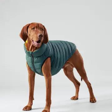 Dog Puffer Jacket | Forest Green & Gold