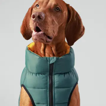 Dog Puffer Jacket | Forest Green & Gold